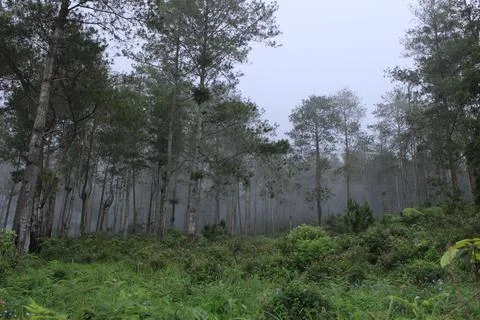 Dramatic mist in the forest Stock Photos