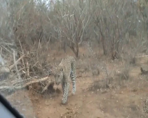 Dramatic moment Leopard attacks jeep at national park Stock Footage 109392899