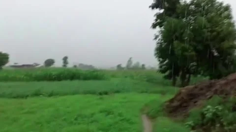Dramatic moment lightning strikes tree and terrifies dog in central India Stock Footage 272946330