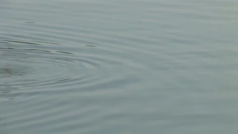 Dramatic Moments of a Coot Swimming Gracefully Stockbeeldmateriaal 305514918