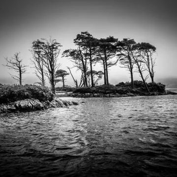 Dramatic monochrome view of trees in the lake Stock Photos