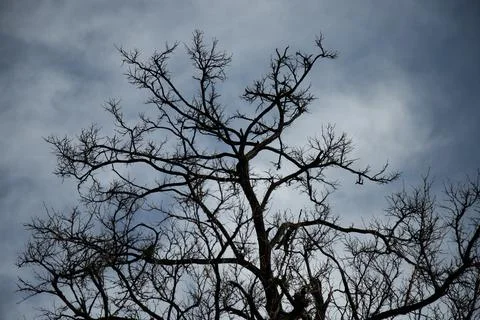 Dramatic moody shot of a  tree  silhouette against a cloudy sky Stock Photos