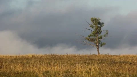 Dramatic morning landscape with lonely tree Stock Footage 54472582