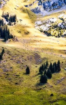 Dramatic Mountain Landscape With Pine Forest And Sunlit Meadow In The Alps Stock Photos
