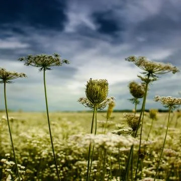 Dramatic natural landscape for your design イラスト素材