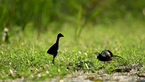 Dramatic nature scene capturing an aggressive avian encounter in a shallow Stock Footage 338166266