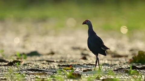 Dramatic nature scene capturing an elegant marsh bird leaping from a shallow Stock Footage 338166228