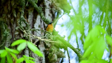 Dramatic nature scene capturing a wild songbird framed by bright green foliage. Stock Footage 338126060