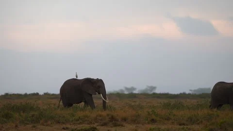 Dramatic Nature Scene With Elephant Group and Dark Horizon Stock Footage 332472857