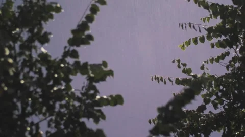 Dramatic Night Rain and Thunder: Dark Sky, Wet Foliage, Nature's Power Unleashed Stock Footage 312898981