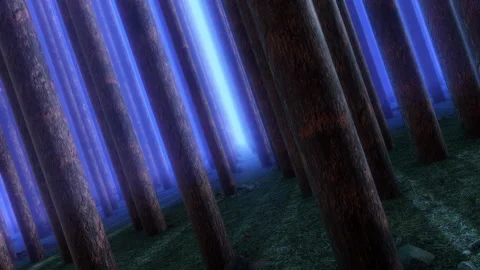 Dramatic Night Time Forest Stock Footage 264584020