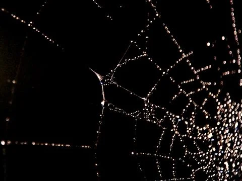 Dramatic nighttime spiderweb glistening with dewdrops illuminated against a.. Stock Photos