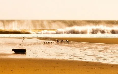 Dramatic ocean waves crashing on a sandy beach with shorebirds Stock Photos