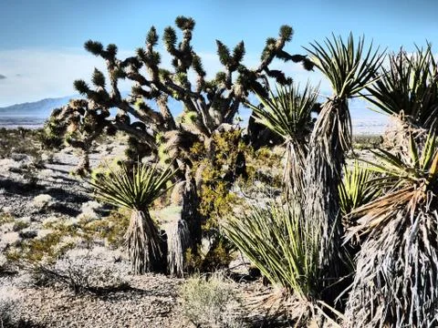 Dramatic Old Time Joshua Tree and Spanish Sword Cactus Foto stock