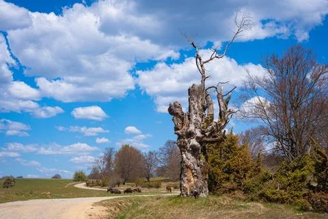 Dramatic old weathered tree on Kalonda hill in Transylvania, Romania Fotos de archivo