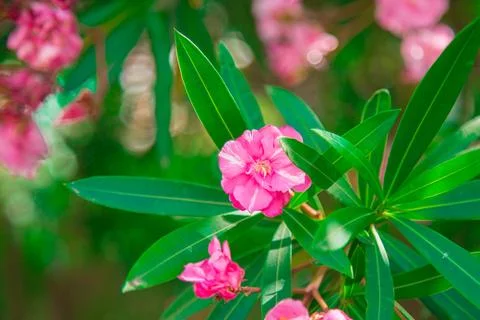 Dramatic Oleander Flowers In Bold Composition Against Dark Background Stock Photos