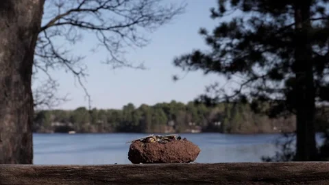 Dramatic open wing approach to a landing by a jay. Video stock 148676920