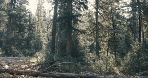 Dramatic Opening Reveal Through Forest 動画素材 105270154