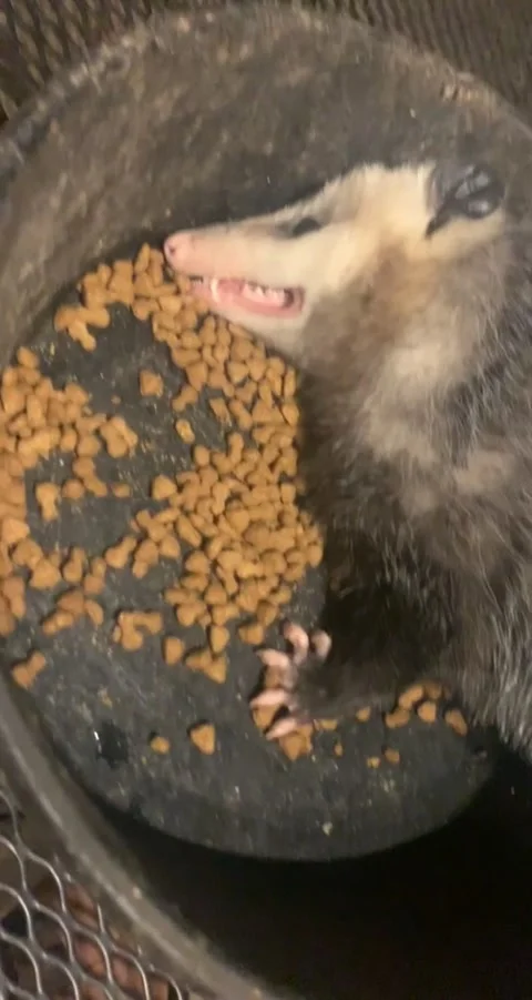 Dramatic Opossum Plays Dead in the Dinner Bowl, Llano, Texas, USA - 04 Nov 2021 Stock Footage 205396779