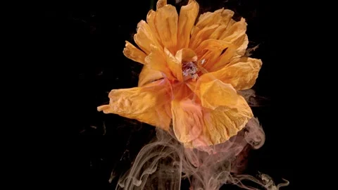 Dramatic orange bloom on black background Stock Footage 332899312