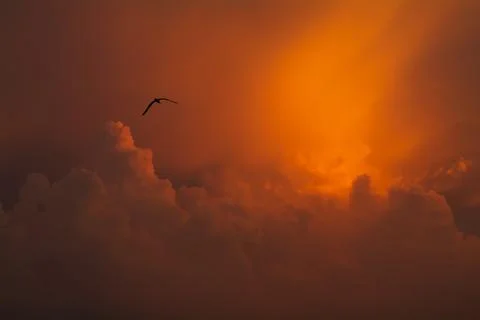 Dramatic orange cloudscape with silhouette of a bird Foto stock