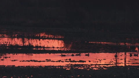 Dramatic orange sunrise reflects in water with wildlife Video stock 187619509
