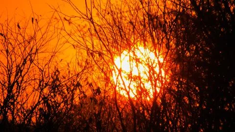 Dramatic orange sunset with bright sun peeking through dark, leafless tree .. Foto stock