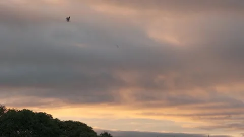 Dramatic Orange Sunset Sky with Bird in Flight - Morro Bay, California Stock Footage 345146481