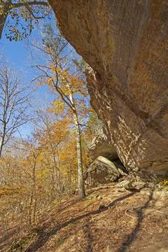 Dramatic Overhang in Quiet Forest Stockfoto's