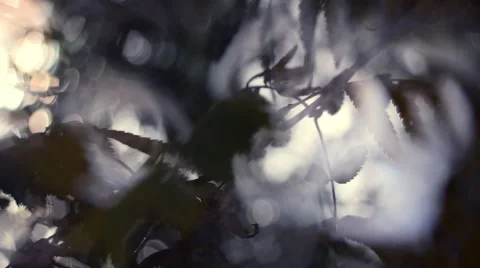 Dramatic pan view of autumn scene with light through leaves in dark forest. Vídeos de archivo 53484640