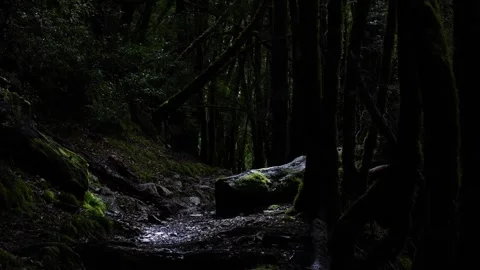 Dramatic Patch of Sunlight Illuminates Mossy Tasmanian Rainforest Trail Vídeos de archivo 334016564