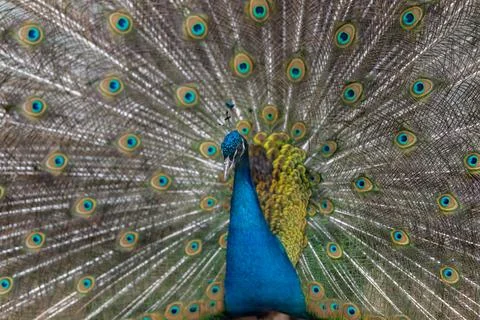 Dramatic peacock under bright spotlight with full fan spread, high contrast s Foto stock