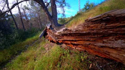 Dramatic Perspective of a Hollowed Pine Trunk Stock Footage 334319191