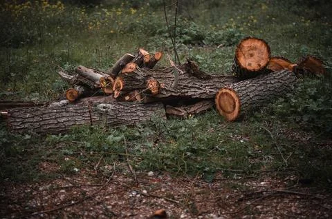 Dramatic photo Cut tree trunks lying as a pile of logs and firewood in fore.. Stock Photos