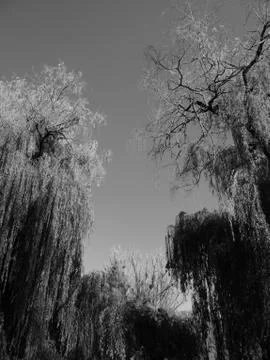 Dramatic picture of willow trees. Black and white photography Stock Photos