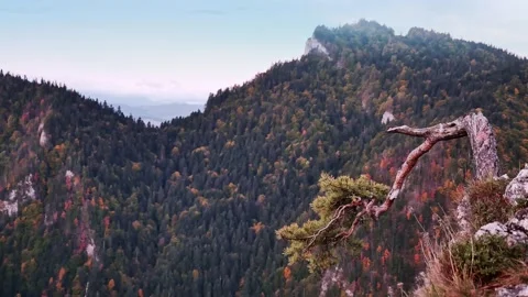 Dramatic Pine Tree Overlooking Expansive Mountain Landscape in Autumn Stock Footage 288183750