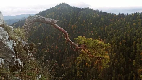 Dramatic Pine Tree Overlooking Expansive Mountain Landscape in Autumn 库存影片 288183813