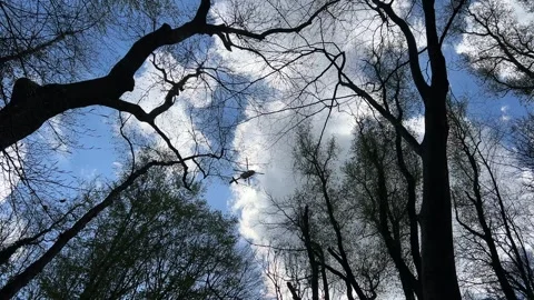 Dramatic Pine Trees and Cloudy Sky Viewed Through Forest Canopy in the 스톡 동영상 343002230