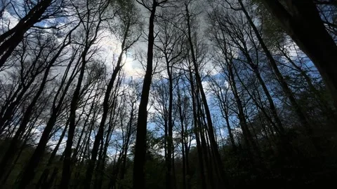 Dramatic Pine Trees and Cloudy Sky Viewed Through Forest Canopy in the Stock-Footage 343002280