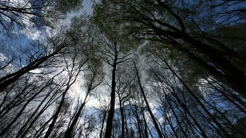 Dramatic Pine Trees and Cloudy Sky Viewed Through Forest Canopy in the Stock-Footage 343002351