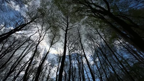 Dramatic Pine Trees and Cloudy Sky Viewed Through Forest Canopy in the Stock-Footage 343002402