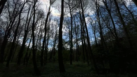 Dramatic Pine Trees and Cloudy Sky Viewed Through Forest Canopy in the Stock Footage 343002427