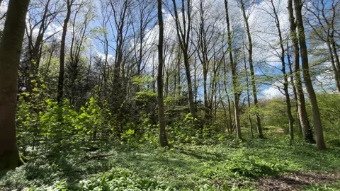 Dramatic Pine Trees and Cloudy Sky Viewed Through Forest Canopy in the Stock Footage 343002524