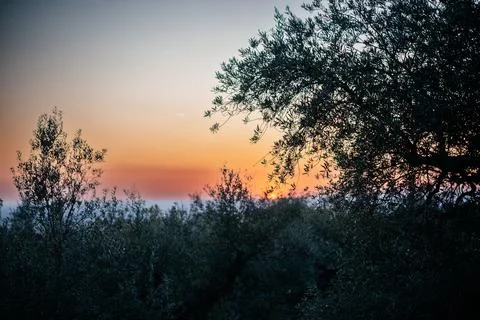 Dramatic pink and orange sunset sky in olive grove in Italy Stock Photos