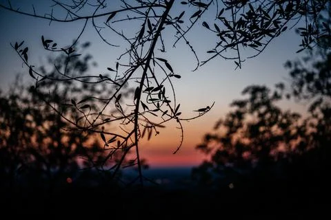 Dramatic pink and orange sunset sky in olive grove in Italy Stock Photos