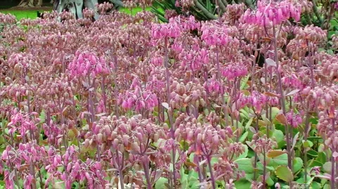 Dramatic Pink Gardens Stock Footage 623636