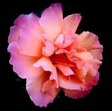 Dramatic pink rose on black background Stock Photos