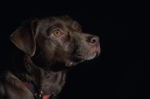 Dramatic portrait of a dog on black background. Cute brown dog over dark ba.. Stock Photos