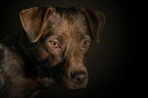 Dramatic portrait of a dog on black background. Cute brown dog over dark ba.. Stock Photos