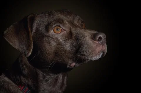 Dramatic portrait of a dog on black background. Cute brown dog over dark ba.. Stock Photos